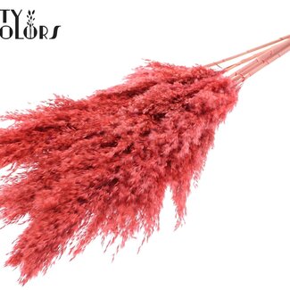 QC Getrocknete Pampasfedern | Farbe: Korallenfarbe | Pampas Trockenblumen | Länge ± 100 Zentimeter | 5 Federn pro Bund | Pro Bund