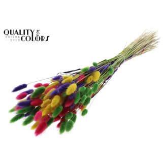 QC Gedroogde Hazenstaartjes Premium | Kleurrijk 2 | Kleur: Gemengde Kleuren | Lagurus Ovatus droogbloemen | Lengte ± 70 centimeter | Gewicht 100 gram | Per bos