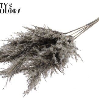 QC Getrocknete Pampaswedel | Farbe: Frosted Grau | Pampas Trockenblumen | Länge ± 100 Zentimeter | 5 Wedel pro Bund | Pro Bund