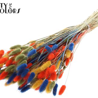 QC Gedroogde Hazenstaartjes Premium | Kleurrijk 6 | Kleur: Gemengde Kleuren | Lagurus Ovatus droogbloemen | Lengte ± 70 centimeter | Gewicht 100 gram | Per bos