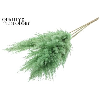 QC Getrocknete Pampasgraswedel | Farbe: Frosted Mintgrün | Pampas Trockenblumen | Länge ± 100 Zentimeter | 5 Wedel pro Bund | Pro Bund