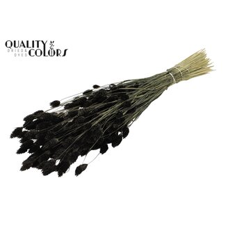 QC Gedroogde Phalaris | Kleur: Zwart | Kanariegras Droogbloemen | Lengte ± 60 centimeter | Gewicht 220 gram | Per bos