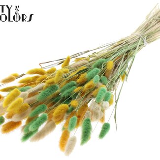 QC Dried Hare's Tail Grass Premium | Summer Mix | Colour: Mixed Colours | Lagurus Ovatus dried flowers | Length ± 70 centimetres | Weight 100 grams | Per bunch
