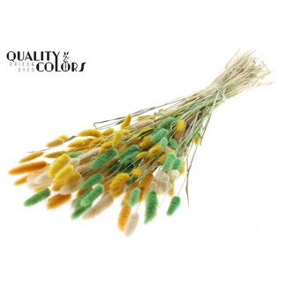 QC Gedroogde Hazenstaartjes Premium | Summer Mix | Kleur: Gemengde Kleuren | Lagurus Ovatus droogbloemen | Lengte ± 70 centimeter | Gewicht 100 gram | Per bos