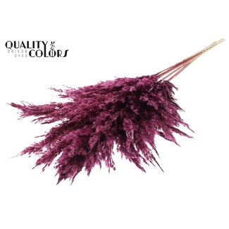 QC Dried Pampas Plumes | Colour: Bordeaux Red | Pampas Dried Flowers | Length ± 100 centimetres | 5 plumes per bunch | Per bunch
