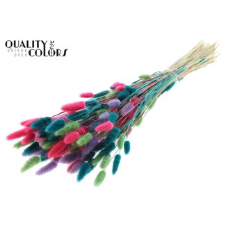 QC Dried Bunny Tails Premium | Colourful 7 | Colour: Mixed Colours | Lagurus Ovatus dried flowers | Length ± 70 centimetres | Weight 100 grams | Per bunch