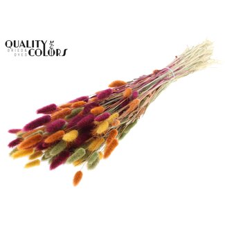 QC Dried Bunny Tails Premium | Pumpkin Spice | Colour: Mixed Colours | Lagurus Ovatus dried flowers | Length ± 70 centimetres | Weight 100 grams | Per bunch