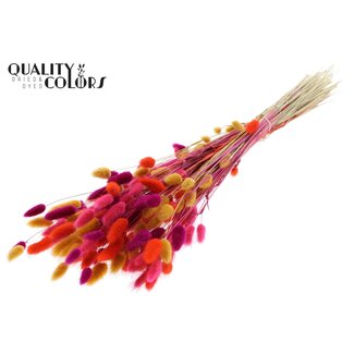 QC Gedroogde Hazenstaartjes Premium | Kleurrijk 10 | Kleur: Gemengde Kleuren | Lagurus Ovatus droogbloemen | Lengte ± 70 centimeter | Gewicht 100 gram | Per bos