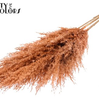 QC Gedroogde Pampas Pluimen | Kleur: Frosted Zalmkleurig | Pampas Droogbloemen | Lengte ± 100 centimeter | 5 pluimen per bos | Per bos