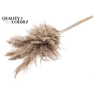 QC Getrocknete Pampasgraswedel | Farbe: Frosted Weiß | Pampas Trockenblumen | Länge ± 100 Zentimeter | 5 Wedel pro Bund | Pro Bund