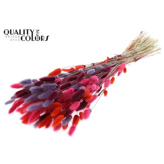 QC Gedroogde Hazenstaartjes Premium | Kleurrijk 9 | Kleur: Gemengde Kleuren | Lagurus Ovatus droogbloemen | Lengte ± 70 centimeter | Gewicht 100 gram | Per bos