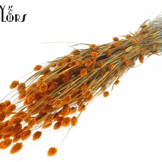 QC Gedroogde Phalaris | Kleur: Abrikooskleurig | Kanariegras Droogbloemen | Lengte ± 60 centimeter | Gewicht 220 gram | Per bos