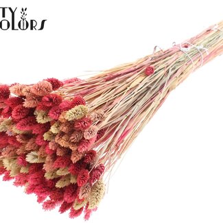 QC Phalaris séchée "Lady mix" (non blanchie) | Couleur : Couleurs mélangées | Herbe de canari Fleurs séchées | Longueur ± 60 centimètres | Poids 200 grammes | Par bouquet