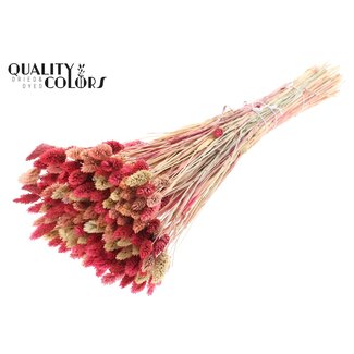 QC Gedroogde Phalaris "Lady mix" (zongebleekt) | Kleur: Gemengde Kleuren | Kanariegras Droogbloemen | Lengte ± 60 centimeter | Gewicht 200 gram | Per bos