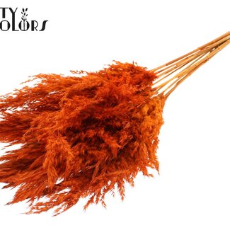 QC Gedroogde Pampas Pluimen | Kleur: Oranje | Pampas Droogbloemen | Lengte ± 70 centimeter | 10 pluimen per bos | Per bos