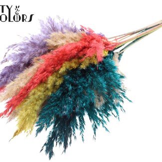 QC Dried Pampas Plumes “Colourful 5” | Colour: Mixed Colours | Pampas Dried Flowers | Length ± 70 centimetres | 10 plumes per bunch | Per bunch