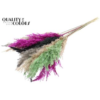 QC Dried Pampas Plumes “Colourful 8” | Colour: Mixed Colours | Pampas Dried Flowers | Length ± 70 centimetres | 10 plumes per bunch | Per bunch