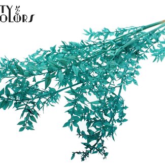 QC Gedroogde Ruscus | Kleur: Turquoise | Ruscus Droogbloemen | Lengte ± 50 centimeter | 10 takken per bos | Per bos