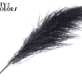 QC Plumes de Pampas séchées | Couleur : Noir | Longueur ± 175 centimètres | Par plume