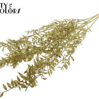 QC Ruscus séché | Couleur : Vert olive | Fleurs séchées de Ruscus | Longueur ± 50 centimètres | 10 branches par bouquet | Par bouquet