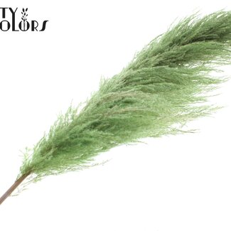 QC Gedroogde Pampas Pluimen | Kleur: Lichtgroen | Lengte ± 175 centimeter | Per pluim
