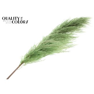 QC Gedroogde Pampas Pluimen | Kleur: Lichtgroen | Lengte ± 175 centimeter | Per pluim