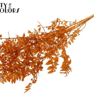 QC Gedroogde Ruscus | Kleur: Terracotta | Ruscus Droogbloemen | Lengte ± 50 centimeter | 10 takken per bos | Per bos