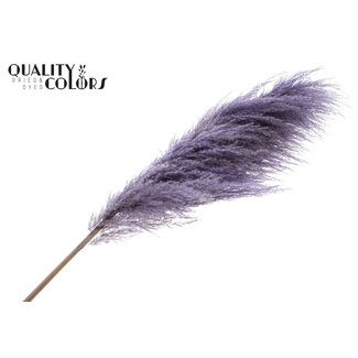 QC Dried Pampas Plumes | Colour: Lilac Purple | Length ± 175 centimetres | Per plume