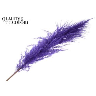 QC Dried Pampas Plumes | Colour: Purple | Length ± 175 centimetres | Per plume