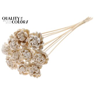 QC Shola Houten Roos met was op stok | Kleur: Wit | Sola New Beauty Rose | Diameter 6 centimeter | Lengte ± 50 centimeter | 10 bijstekers per bos | Per bos