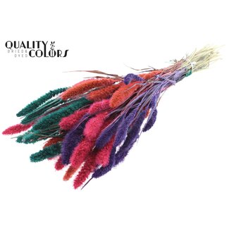 QC Dried Setaria "Colourful 4" | Colour: Mixed Colours | Setaria Dried Flowers | Length ± 70 centimetres | Weight 210 grams | Per bunch