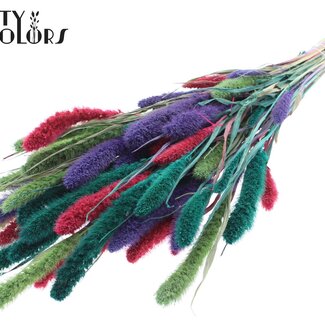 QC Gedroogde Setaria “Kleurrijk 7” | Kleur: Gemengde Kleuren | Setarea Droogbloemen | Lengte ± 70 centimeter | Gewicht 210 gram | Per bos