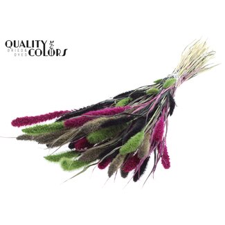 QC Dried Setaria "Colourful 8" | Colour: Mixed Colours | Setaria Dried Flowers | Length ± 70 centimetres | Weight 210 grams | Per bunch