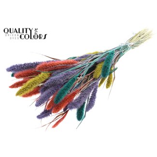 QC Dried Setaria "Colourful 5" | Colour: Mixed Colours | Setaria Dried Flowers | Length ± 70 centimetres | Weight 210 grams | Per bunch