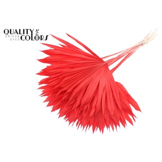 QC Gedroogde Gebleekte Palm Sun | Kleur: Rood | Palmbladeren in Waaiervorm | Lengte ± 50 centimeter | 10 takken per bos | Per bos