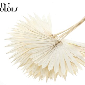 QC Gedroogde Gebleekte Palm Sun | Kleur: Naturelle | Palmbladeren in Waaiervorm | Lengte ± 55 centimeter | 10 takken per bos | Per bos