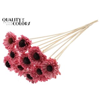 QC Shola Daisy Sunflower with wax on stem | Colour: Light pink | Shola Daisy Sunflower | Diameter 6 centimeter | Length ± 50 centimeter | 10 picks per bunch | Per bunch