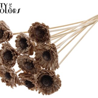 QC Shola Wood with Madelief Sunflower on stick | Colour: Beige | Shola Daisy Sunflower Stick | Flower diameter 6 centimetres | Stick length ± 50 centimetres | 10 sticks per bunch