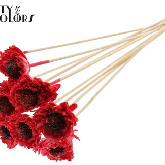 QC Shola Houten avec Madelief Zonnebloem sur tige | Couleur : Rouge | Shola Daisy Sunflower Piquet | Diamètre de la fleur 6 centimètres | Longueur du piquet ± 50 centimètres | 10 piquets par bouquet