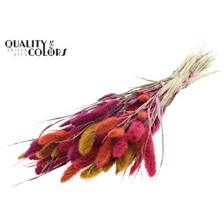 QC Dried Setaria “Colourful 10” | Colour: Mixed Colours | Setaria Dried Flowers | Length ± 70 centimetres | Weight 210 grams | Per bunch