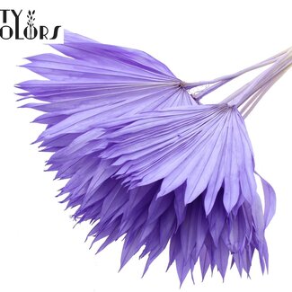 QC Dried Bleached Palm Sun | Colour: Milka Purple | Fan-shaped Palm Leaves | Length ± 50 centimetres | 10 stems per bunch | Per bunch