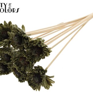 QC Shola Gänseblümchen Sonnenblume mit Wachs auf Stab | Farbe: Olivgrün | Shola Gänseblümchen Sonnenblume | Durchmesser 6 centimeter | Länge ± 50 centimeter | 10 Beistecker pro Bund | Pro Bund