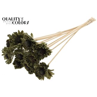 QC Shola Daisy Sunflower with wax on stem | Colour: Olive green | Shola Daisy Sunflower | Diameter 6 centimeter | Length ± 50 centimeter | 10 picks per bunch | Per bunch