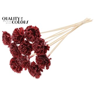 QC Shola Karnish Bloem met was op stok | Kleur: Bordeauxrood | Diameter 6 centimeter | Lengte ± 50 centimeter | 10 bijstekers per bos | Per bos