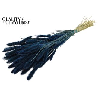 QC Gedroogde Setaria | Kleur: Donkerblauw | Setarea Droogbloemen | Lengte ± 70 centimeter | Gewicht 210 gram | Per bos