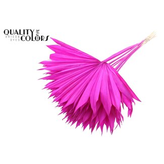 QC Dried Bleached Palm Sun | Colour: Lilac | Fan-shaped Palm Leaves | Length ± 50 centimetres | 10 stems per bunch | Per bunch