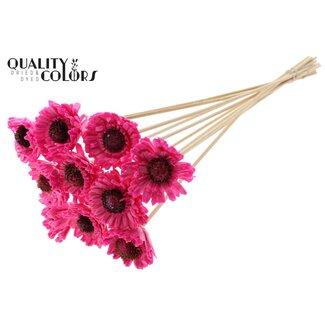 QC Shola Daisy Sunflower with wax on stem | Colour: Cherry-coloured | Shola Daisy Sunflower | Diameter 6 centimeter | Length ± 50 centimeter | 10 picks per bunch | Per bunch