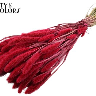 QC Dried Setaria | Colour: Cherry-coloured | Setaria Dried Flowers | Length ± 70 centimetres | Weight 210 grams | Per bunch