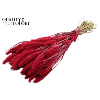 QC Dried Setaria | Colour: Cherry-coloured | Setaria Dried Flowers | Length ± 70 centimetres | Weight 210 grams | Per bunch