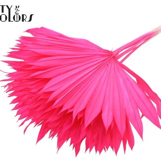 QC Dried Bleached Palm Sun | Colour: Cherry-coloured | Fan-shaped Palm Leaves | Length ± 50 centimetres | 10 stems per bunch | Per bunch